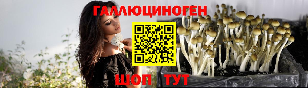 Псилоцибиновые грибы Psilocybe Кириши